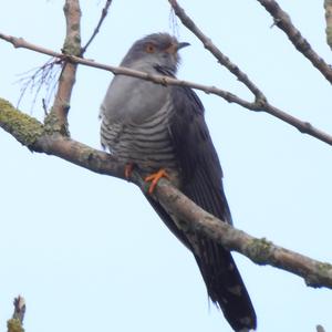 Common Cuckoo