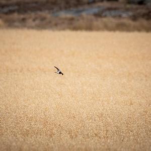 Northern House-martin