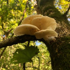 Oyster Mushroom