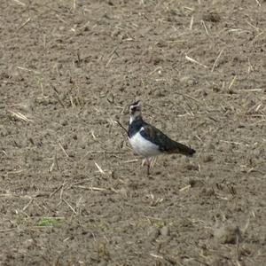 Northern Lapwing