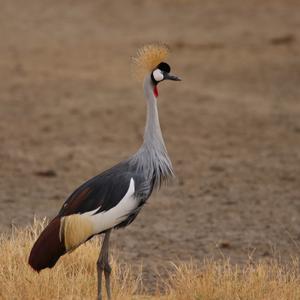 Grey Crowned-crane