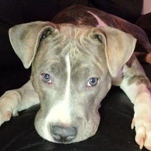 American Staffordshire Terrier