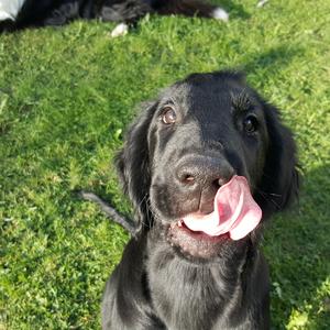 Retriever (Flat-Coated)