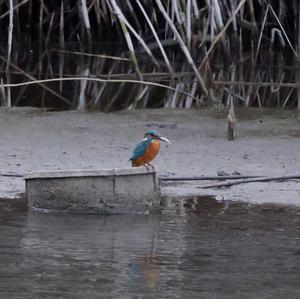 Common Kingfisher