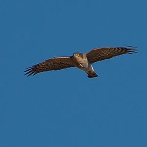 Eurasian Sparrowhawk