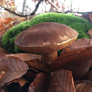 Bay Bolete