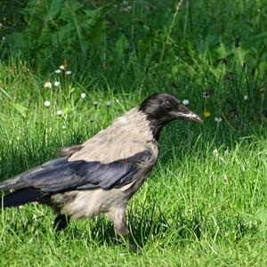 Hooded Crow