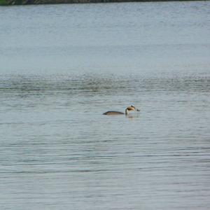 Great Crested Grebe