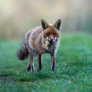 Red Fox