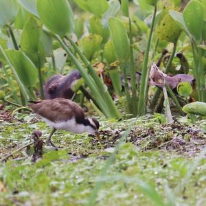 Wattled Jacana