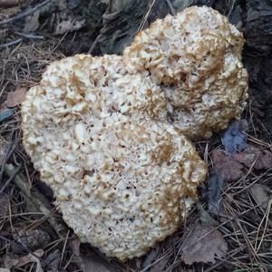 Eastern Cauliflower Mushroom