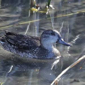 Gadwall