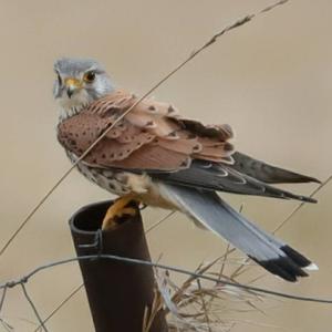 Common Kestrel