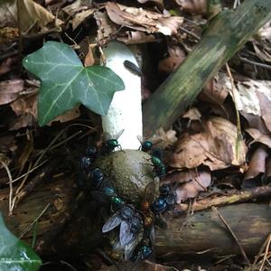 Stinkhorn, Common