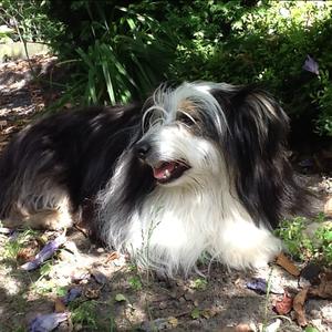 Unknown Breed