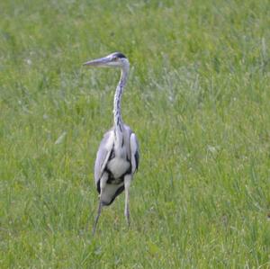 Grey Heron