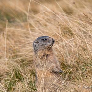 Alpine Marmot