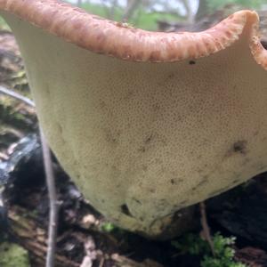 Dryad`s Saddle