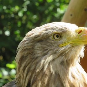 White-tailed Eagle