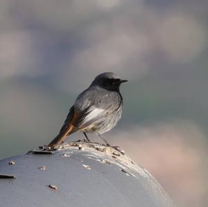 Black Redstart