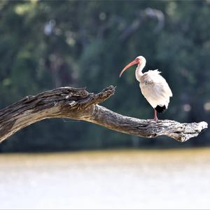 White Ibis