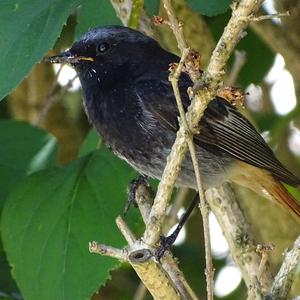 Black Redstart