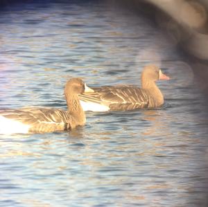 Greater White-fronted Goose