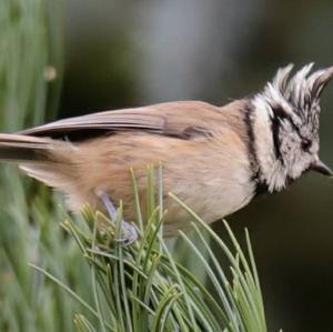 Crested Tit