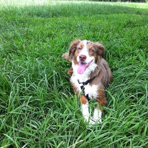 Australian Shepherd