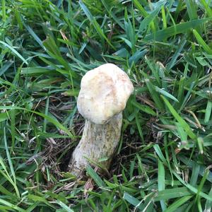 Gem-studded Puffball