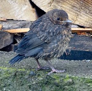 Eurasian Blackbird