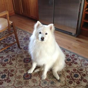 American Eskimo Dog