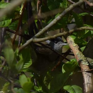 Blackcap