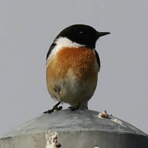 European stonechat