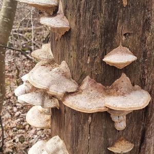 Thick-maze Oak polypore