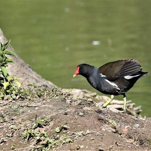 Common Moorhen