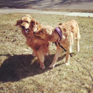 Retriever (Golden)