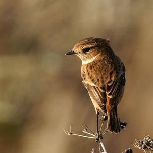 European stonechat