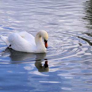 Mute Swan