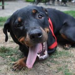 Rottweiler