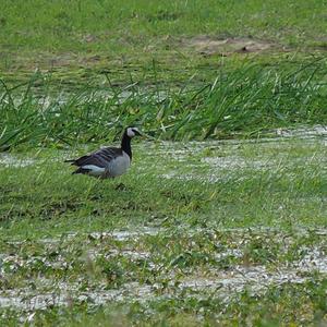 Barnacle Goose