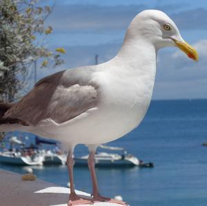 Herring Gull