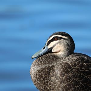 Pacific Black Duck