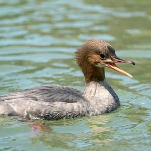 Common Merganser