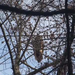 Eurasian Eagle-owl