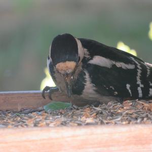 Great Spotted Woodpecker