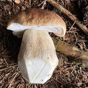 King Bolete