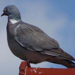 Common Wood-pigeon