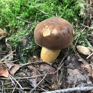 Bay Bolete