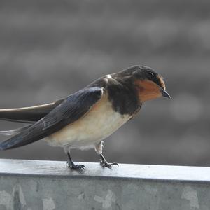 Barn Swallow